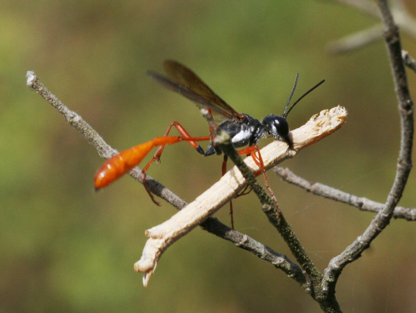 Ammophila heydeni rubriventris che lavora alla tana